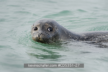SEALS, HARBOR: Harbor seal (Phoca vitulina) Svalbard, Arctic Norway