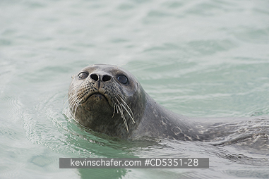 SEALS, HARBOR: Harbor seal (Phoca vitulina) Svalbard, Arctic Norway