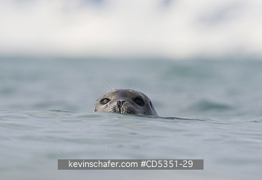 SEALS, HARBOR: Harbor seal (Phoca vitulina) Svalbard, Arctic Norway