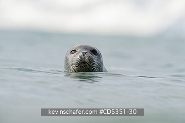 SEALS, HARBOR: Harbor seal (Phoca vitulina) Svalbard, Arctic Norway
