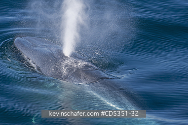 WHALES, BLUE: Blue Whale (Balaenoptera musculus) breathing at the surface, Svalbard, Arctic Norway
