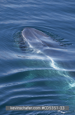 WHALES, BLUE: Blue Whale (Balaenoptera musculus) Rising to surface, Svalbard, Arctic Norway