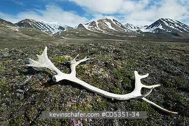 REINDEER: Reindeer antler on tundra, Western Spitsbergen, Svalbard, Arctic Norway