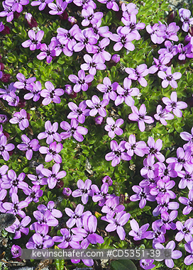 NORWAY, SVALBARD: Purple Saxifrage (Saxifraga oppositifolia), Longyearbyen, Svalbard, JULY