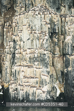 NORWAY: Seabird cliffs at Alkefjellet, Nesting Thick-billed Murres on narrow ledges, Cape Fanshawe, Spitsbergen island, Svalbard, Arctic Norway