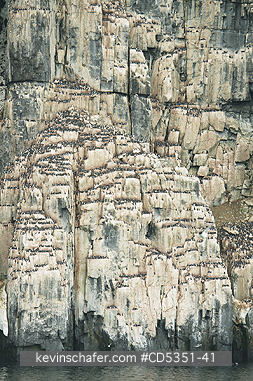 NORWAY: Seabird cliffs at Alkefjellet, Nesting Thick-billed Murres on narrow ledges, Cape Fanshawe, Spitsbergen island, Svalbard, Arctic Norway