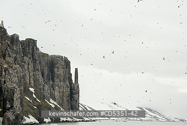 NORWAY: Seabird cliffs at Alkefjellet, Nesting Thick-billed Murres on narrow ledges, Cape Fanshawe, Spitsbergen island, Svalbard, Arctic Norway