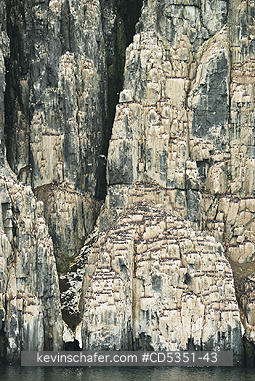 NORWAY: Seabird cliffs at Alkefjellet, Nesting Thick-billed Murres on narrow ledges, Cape Fanshawe, Spitsbergen island, Svalbard, Arctic Norway