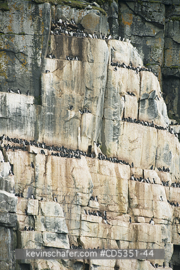 NORWAY: Seabird cliffs at Alkefjellet, Nesting Thick-billed Murres on narrow ledges, Cape Fanshawe, Spitsbergen island, Svalbard, Arctic Norway