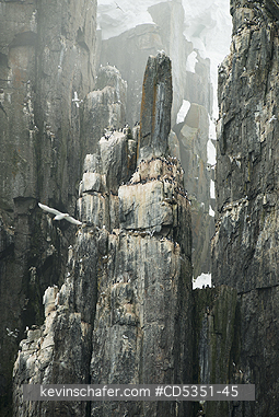 NORWAY: Seabird cliffs at Alkefjellet, Nesting Thick-billed Murres on narrow ledges, Cape Fanshawe, Spitsbergen island, Svalbard, Arctic Norway