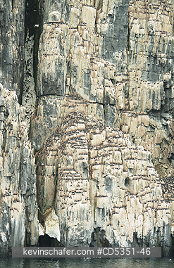 NORWAY: Seabird cliffs at Alkefjellet, Nesting Thick-billed Murres on narrow ledges, Cape Fanshawe, Spitsbergen island, Svalbard, Arctic Norway
