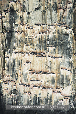 NORWAY: Seabird cliffs at Alkefjellet, Nesting Thick-billed Murres on narrow ledges, Cape Fanshawe, Spitsbergen island, Svalbard, Arctic Norway