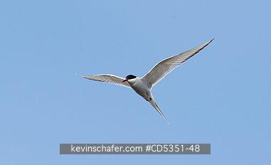 TERNS, ARCTIC: Arctic Tern (Sterna paradisaea) Hovering, Svalbard, Arctic Norway