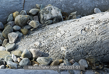 NORWAY: Worm-eaten driftwood, Svalbard, Arctic Norway