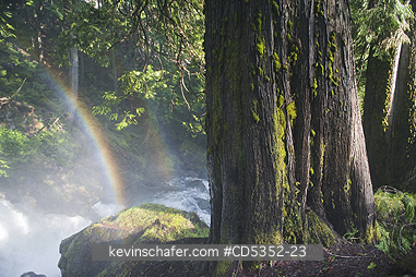 WASHINGTON: Western Red Cedar and Rainbow on Rainbow Creek below falls, Stehekin, Lake Chelan National Recreation area, Washington 