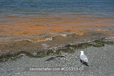 TIDES, RED: Glaucous-winged Gull, and Red Tide, Seattle, Puget Sound, Washington