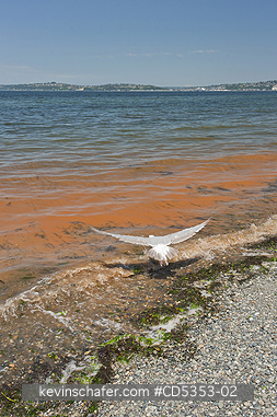 TIDE, RED: Glaucous-winged Gull, and Red Tide, Seattle, Puget Sound, Washington