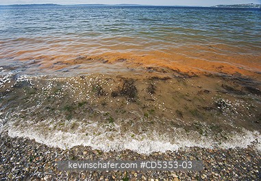 TIDES, RED: Red Tide, Alki Beach,  Seattle, Puget Sound, Washington