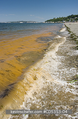 TIDES, RED: Red Tide, Alki Beach,  Seattle, Puget Sound, Washington