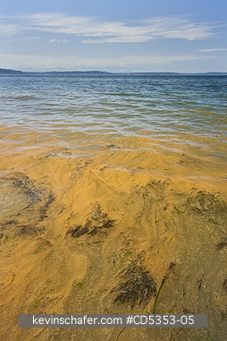 TIDES, RED: Red Tide, Alki Beach,  Seattle, Puget Sound, Washington