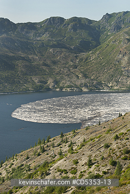 MT ST. HELENS, WASHINGTON: Mt. St Helens, Spirit Lake, Tree trunks float on surface since 1980 eruption