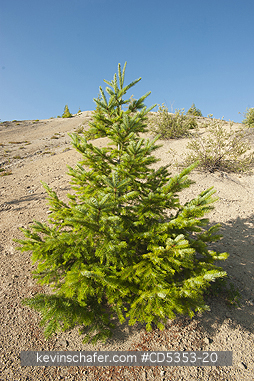 TREE, MT ST. HELENS, WASHINGTON: Douglas Fir (Pseudotsuga menziesii) growing in blast zone, Mt. St. Helens National Monument, Washington