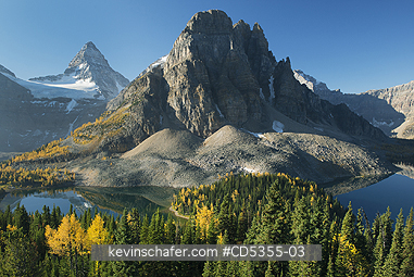 CANADA, BRITISH COLUMBIA: Autumn larches below Sunburst Peak, Sunburst Lake (l), Mt. Assiniboine Provincial Park, British Columbia, Canada SEPTEMBER : Mt. Assiniboine behind