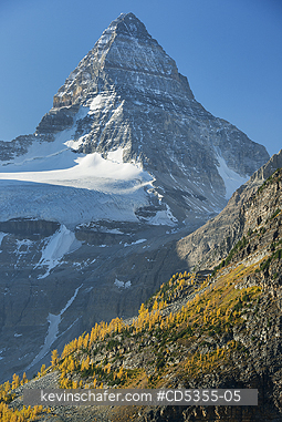 CANADA, BRITISH COLUMBIA: Western Larch (Larix occidentalis) below Mt. Assiniboine, Mt. Assiniboine Provincial Park, British Columbia, Canada SEPTEMBER