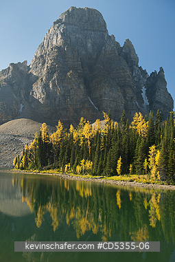 CANADA, BRITISH COLUMBIA: Western Larch (Larix occidentalis) below Sunburst Peak, reflected in Sunburst Lake, Mt. Assiniboine Provincial Park, British Columbia, Canada SEPTEMBER