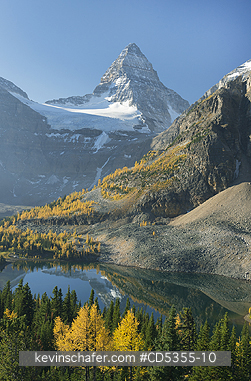 CANADA, BRITISH COLUMBIA: Autumn larches below Mt. Assiniboine, Sunburst Lake, Mt. Assiniboine Provincial Park, British Columbia, Canada SEPTEMBER 