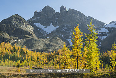 CANADA, BRITISH COLUMBIA: Western Larch (Larix occidentalis) below The Towers, Mt. Assiniboine Provincial Park, British Columbia, Canada SEPTEMBER
