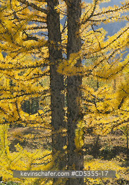 CANADA, BRITISH COLUMBIA: Western Larch (Larix occidentalis) ,  Mt. Assiniboine Provincial Park, British Columbia, Canada SEPTEMBER
