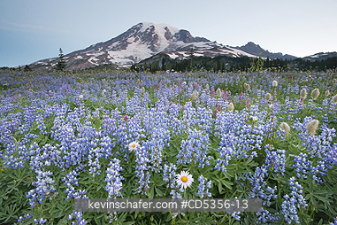 MT RAINIER, WASHINGTON: Summer wildflowers, Paradise area, Mt. Rainier National Park, Washington