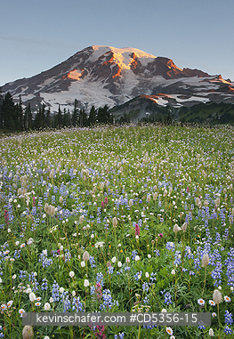MT RAINIER, WASHINGTON: Summer wildflowers, Paradise area, Mt. Rainier National Park, Washington, sunrise