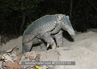 GIANT ARMADILLOS: Giant Armadillo (Priodontes maximus) Adult Female emerging from burrow, Pantanal, Brazil
