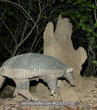 GIANT ARMADILLOS: Giant Armadillo (Priodontes maximus) Adult Female foraging at termite mound, Pantanal, Brazil