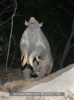 GIANT ARMADILLOS: Giant Armadillo (Priodontes maximus) Adult Female standing and sniffing air, Pantanal, Brazil