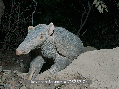 GIANT ARMADILLOS: Giant Armadillo (Priodontes maximus) Adult Female at burrow entrance, Pantanal, Brazil