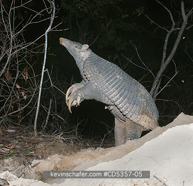 GIANT ARMADILLOS: Giant Armadillo (Priodontes maximus) Adult Female standing and sniffing air, Pantanal, Brazil