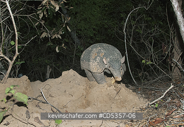 GIANT ARMADILLOS: Giant Armadillo (Priodontes maximus) Adult Female, Pantanal, Brazil