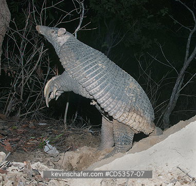 GIANT ARMADILLOS: Giant Armadillo (Priodontes maximus) Adult Female standing and sniffing air, Pantanal, Brazil