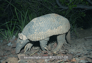 GIANT ARMADILLOS: Giant Armadillo (Priodontes maximus) Adult Female, Pantanal, Brazil