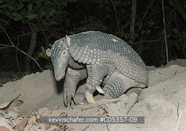 GIANT ARMADILLOS: Giant Armadillo (Priodontes maximus) Adult Female at burrow entrance, Pantanal, Brazil