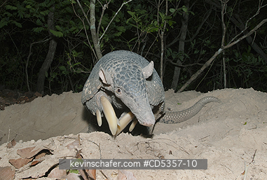 GIANT ARMADILLOS: Giant Armadillo (Priodontes maximus) Adult Female at burrow entrance, Pantanal, Brazil