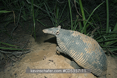 GIANT ARMADILLOS: Giant Armadillo (Priodontes maximus) Adult Female emerging from burrow entrance, Pantanal, Brazil