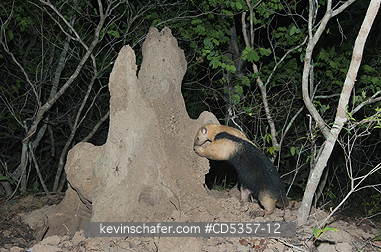 SOUTHERN TAMANDUA ANTEATER: Southern Tamandua Anteaters (Tamandua tetradactyla) feeding at termite mound, Pantanal, Brazil