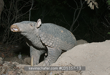 GIANT ARMADILLOS: Giant Armadillo (Priodontes maximus) Adult Female at burrow entrance, Pantanal, Brazil