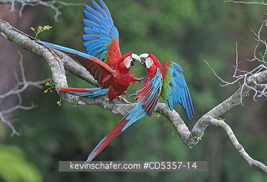 RED AND GREEN MACAW: Red & Green Macaws (Ara chloroptera) Buraco das Araras, near Bonito, Mato Grosso do Sur, Pantanal, Brazil.
