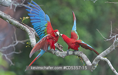 RED AND GREEN MACAW: Red & Green Macaws (Ara chloroptera) Buraco das Araras, near Bonito, Mato Grosso do Sur, Pantanal, Brazil, 