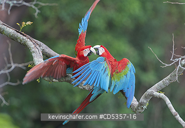 RED AND GREEN MACAW: Red & Green Macaws (Ara chloroptera) Buraco das Araras, near Bonito, Mato Grosso do Sur, Pantanal, Brazil, 